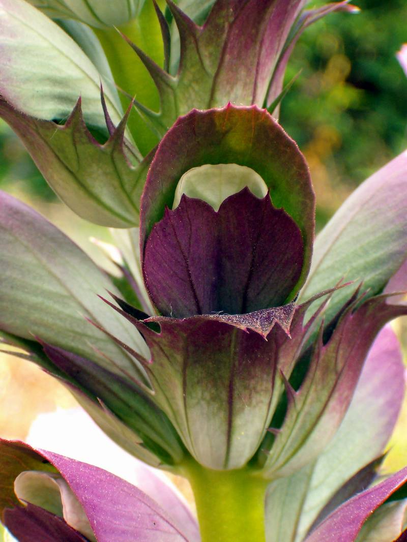 Acanthus mollis / Acanto comune, Branca orsina